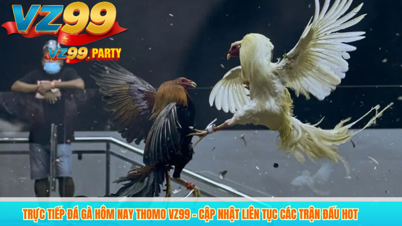 Đá gà thomo 67 VZ99 – Nét đẹp văn hóa trong đá gà trực tiếp thomo